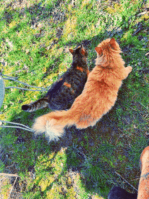 Photo de mes chats marchant côte à côte