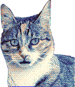 Photo of my cat Citrouille with a funny face